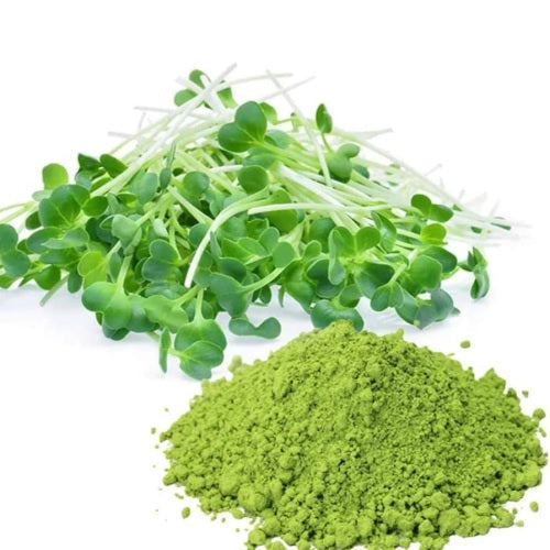 Benefits of Alfalfa Juice Powder - Wholesale B2B Bulk Suppliers in Australia and New Zealand