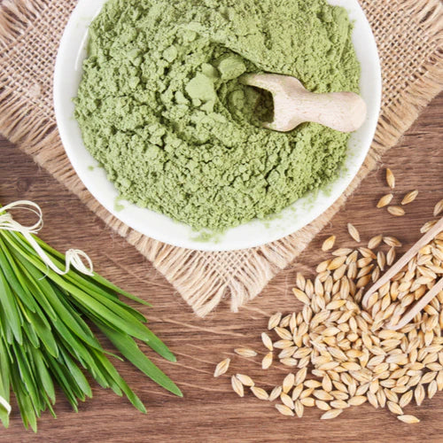 Benefits of Barley Grass powder - Wholesale B2B Bulk Suppliers in Australia and New Zealand