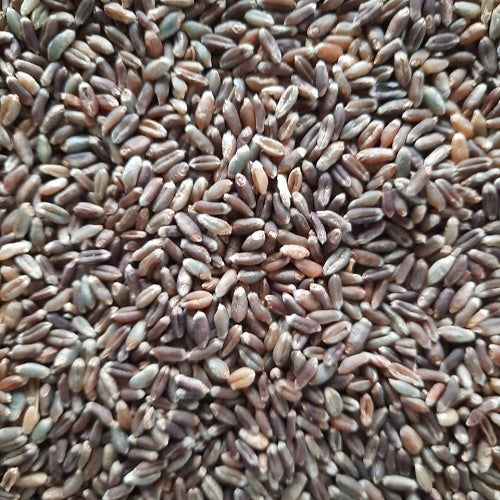 Benefits of Black Wheat Seeds - Wholesale B2B Bulk Suppliers in Australia and New Zealand