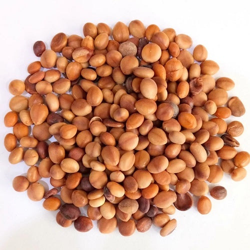 Benefits of Cassia Nodosa Seeds - Wholesale B2B Bulk Suppliers in Australia and New Zealand