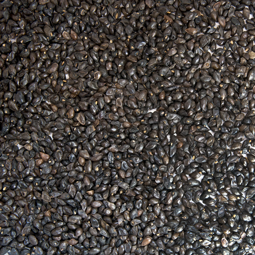 Benefits of Comfrey Seeds - Wholesale B2B Bulk Suppliers in Australia and New Zealand