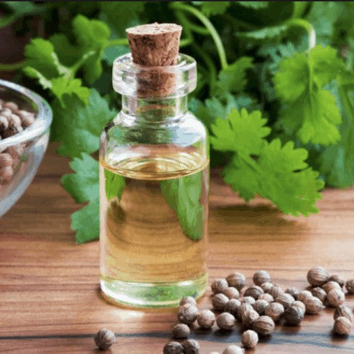 Benefits of Coriander Seed Essential Oil - Wholesale B2B Bulk Suppliers in Australia and New Zealand