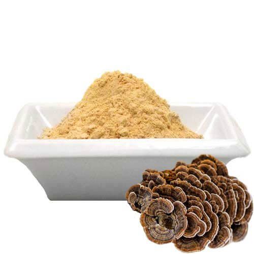 Benefits of Coriolus Mushroom powder - Wholesale B2B Bulk Suppliers