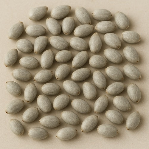 Benefits of Cotton seeds - Wholesale B2B Bulk Suppliers in Australia and New Zealand