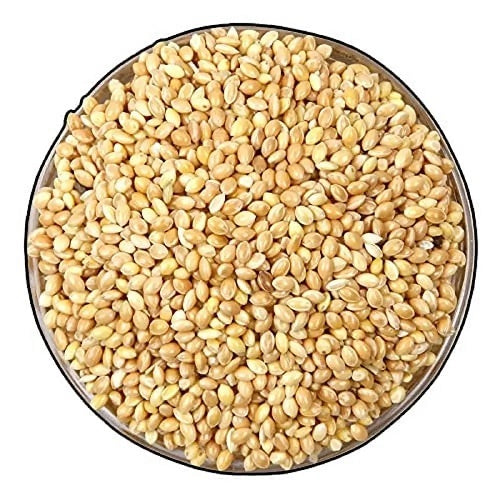 Benefits of Kangani Millet Seeds - Wholesale B2B Bulk Suppliers in Australia and New Zealand
