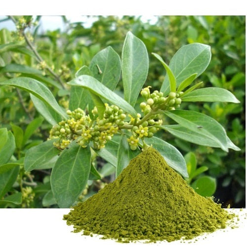 Benefits of Gymnema Leaf Powder - Wholesale B2B Bulk Suppliers in Australia and New Zealand