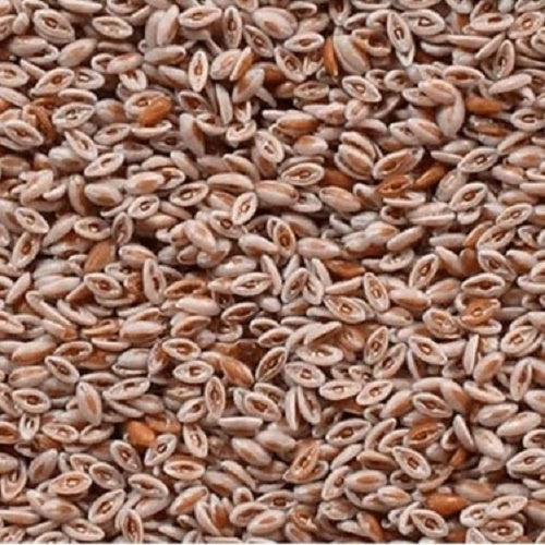 Benefits of Isabgol Seeds - Wholesale B2B Bulk Suppliers in Australia and New Zealand