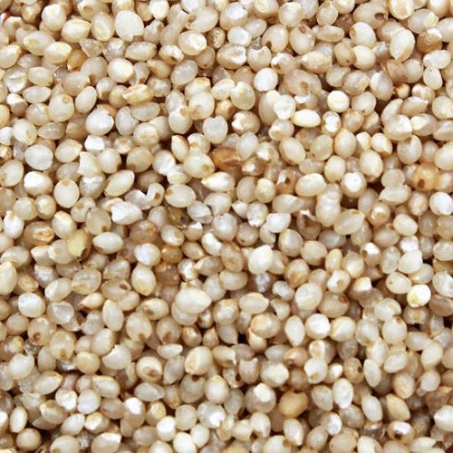 Benefits of Little Millet Seeds - Wholesale B2B Bulk Suppliers in Australia and New Zealand