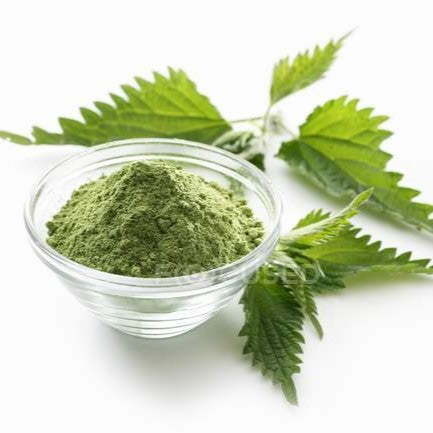Benefits of Nettle Leaf Powder - Wholesale B2B Bulk Suppliers in Australia and New Zealand