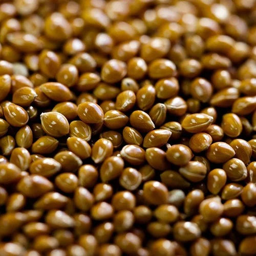 Benefits of Proso Millet Seeds - Wholesale B2B Bulk Suppliers in Australia and New Zealand