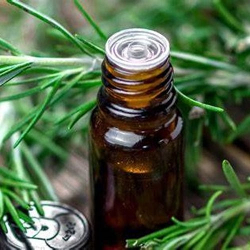 Benefits of Rosemary Essential Oil - Wholesale B2B Bulk Suppliers in Australia and New Zealand