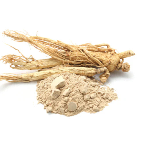 Benefits of Shatavari Powder - Wholesale B2B Bulk Suppliers in Australia and New Zealand