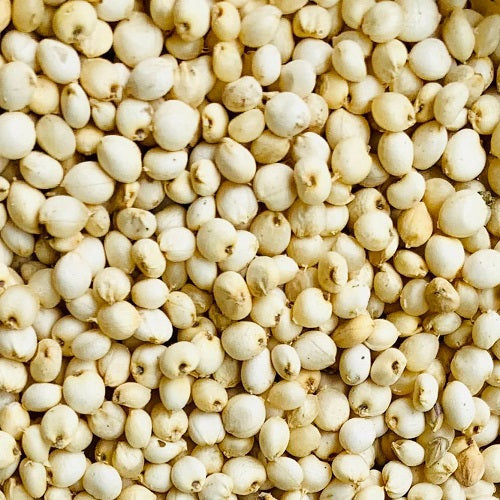 Benefits of Sorghum Millet Seeds - Wholesale B2B Bulk Suppliers in Australia and New Zealand