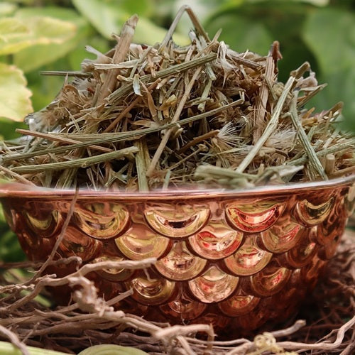 Benefits of Brahm Dandi Seeds - Wholesale B2B Bulk Suppliers in Australia and New Zealand