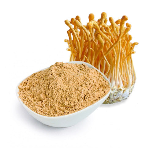 Benefits of Cordyceps Mushroom Powder - Wholesale B2B Bulk Suppliers in Australia and New Zealand