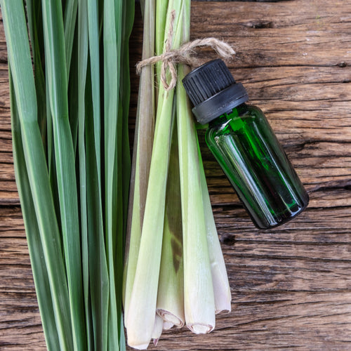 Benefits of Lemon Grass Essential Oil - Wholesale B2B Bulk Suppliers in Australia and New Zealand