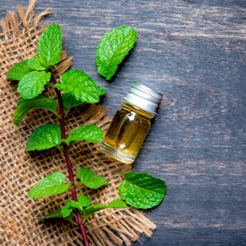 Benefits of Peppermint Essential Oil - Wholesale B2B Bulk Suppliers in Australia and New Zealand