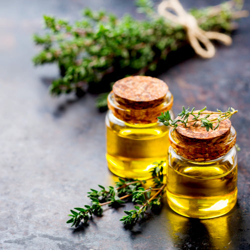 Benefits of Thyme Essential Oil - Wholesale B2B Bulk Suppliers in Australia and New Zealand