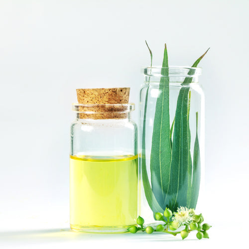 Benefits of Eucalyptus Essential Oil - Wholesale B2B Bulk Suppliers in Australia and New Zealand
