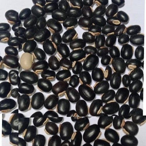 Benefits of Mucuna Pruriens Seeds - Wholesale B2B Bulk Suppliers in Australia and New Zealand