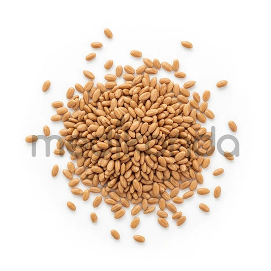 Isabgol Seeds